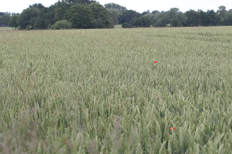 Weizenfeld mit Klatschmohn